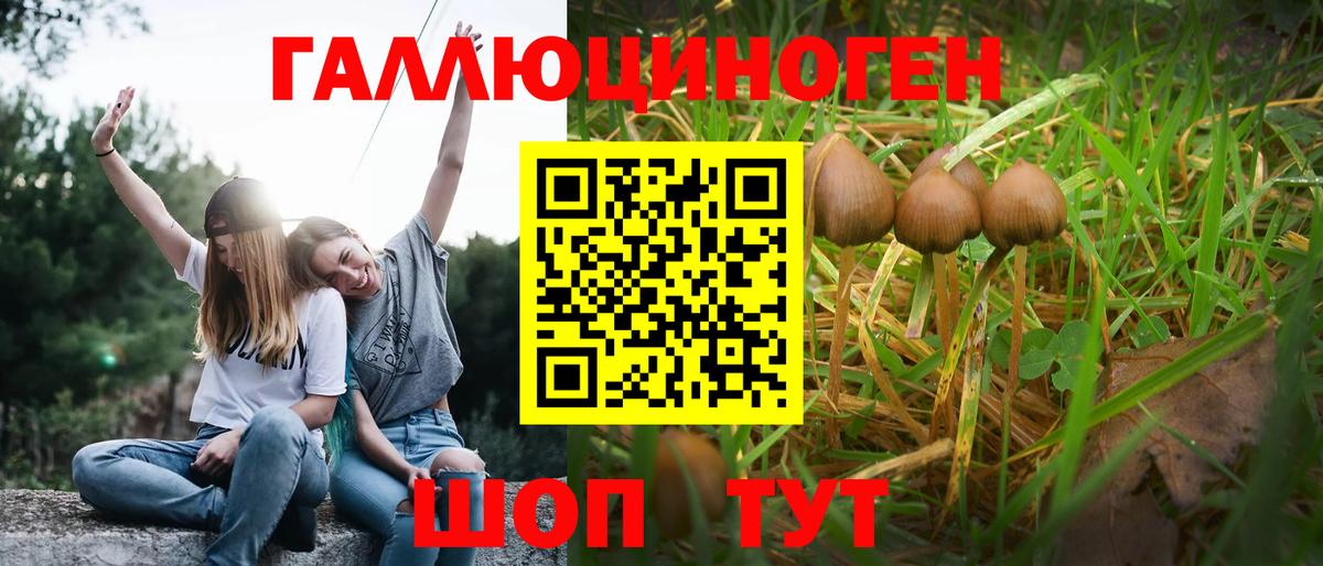 Галлюциногенные грибы Psilocybine cubensis Кашира